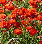 coquelicots